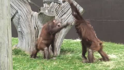 Funny baby orangutans hilariously slap each other