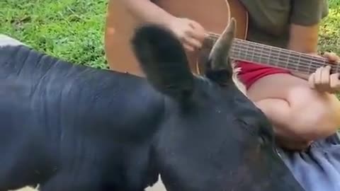 Cow loves listening to Guitar