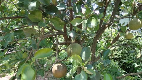 Grapefruits grow naturally/Tasty grapefruit