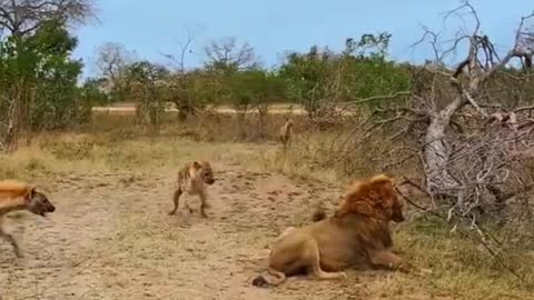 9 hyenas rush to attack lion to save their teammate