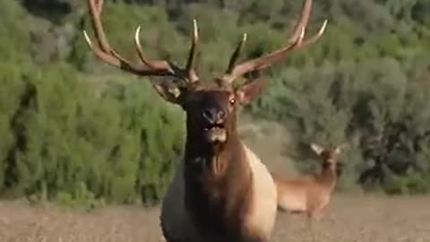 Nothing like a glunking Bull Elk! | #shorts #elk #wildanimals