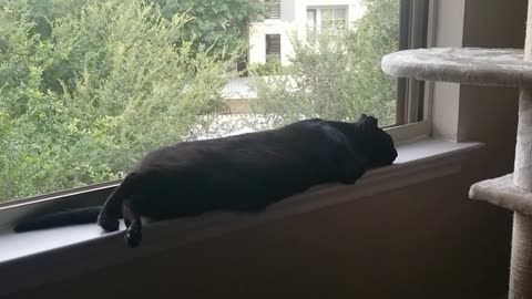 20240722 085115 Tux Windowsill Plopped