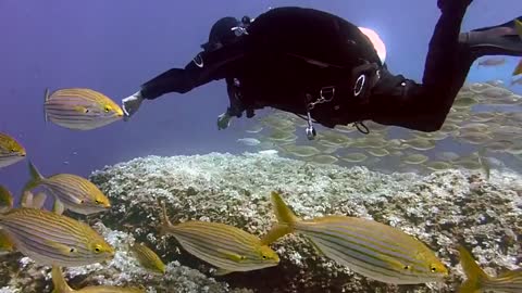 deep sea diving with a school of fish surrounding