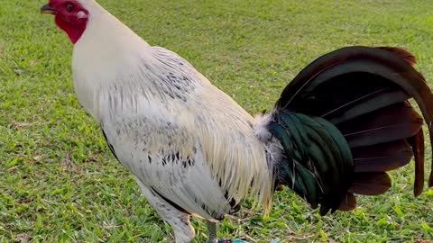 ARL Gamefowl Beautifull MS Grey