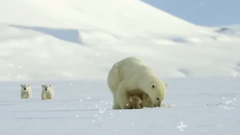 Polar bear cub is surprised by a seal - Snow Bears