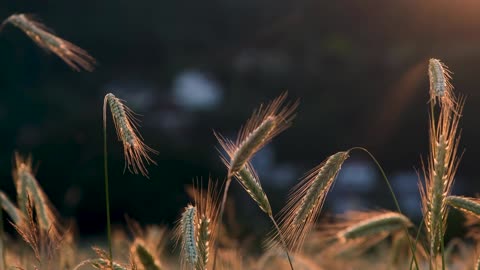 Wheat grass now are dried