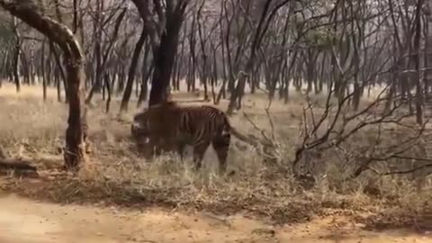 Fierce fight between two tigers over territory