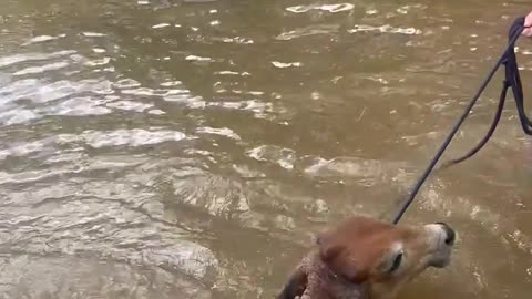 Group of Friends Rescues Cow From Lake