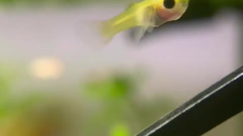 Will this baby Fish Survive?