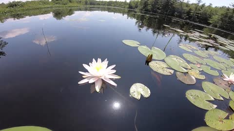 Water Lilies