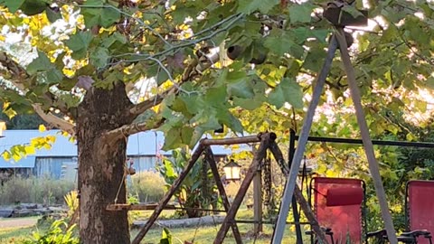 What's up Pedro? Emu content. Autumn afternoon in Andalusia, Alabama. Fall on the farm.