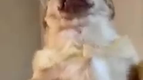 Funny dog videos