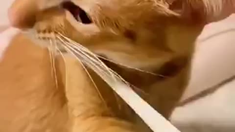 Beautiful cat trending video