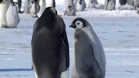 Emperor Penguin feeding its chick 🇦🇶 Cape Washington