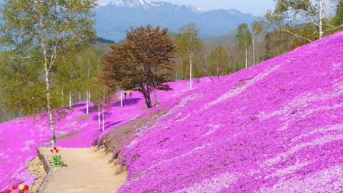 Did You Know? Takinoue Park, Hokkaido, Japan || FACTS || TRIVIA