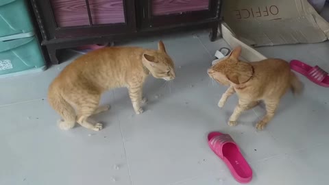 funny cat with cucumber