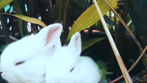 three little rabbits very cute i adore it !!!