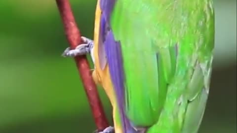 Beautiful birds with their sweet voices