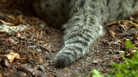 Fishing Cat: The Cat That Hunts Underwater