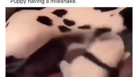 Puppy Having Milk Shake 😂😂😂