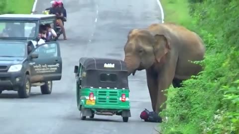 World Most heartbreaking encounter Elephant Attack To Three Wheelers In 2024