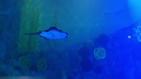 Swimming stringray