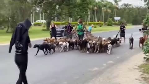 Man attempts to break world record for dog walking with 55 dogs!!!