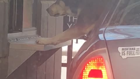 Dog Eats Pupcup Directly From Baristas Hand