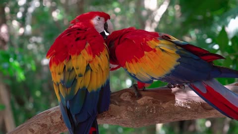 Parrots romance and beauty