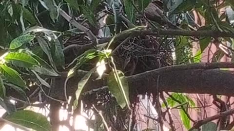 bird eating food her chicks