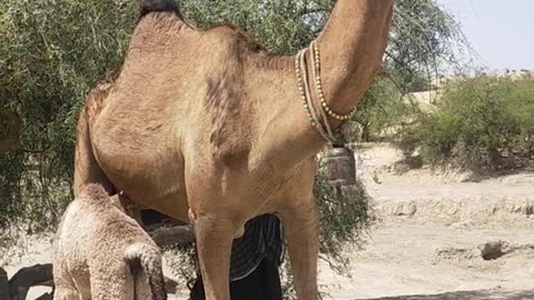 Shepherd Getting Camel Milk alongwith Baby Drinking Milk