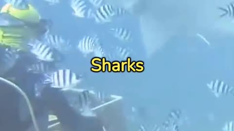 Why Shark Attacks happen!!