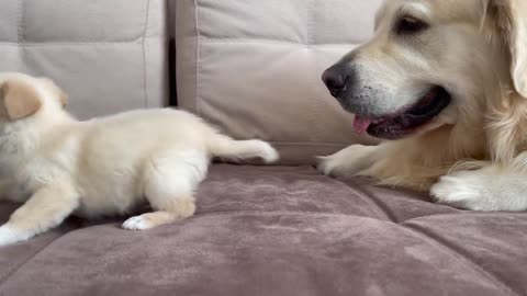 Golden Retriever Confused by new Puppy