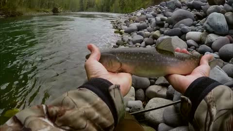 Superb Clear Stream - Gorgeous Trout - HD 1080p