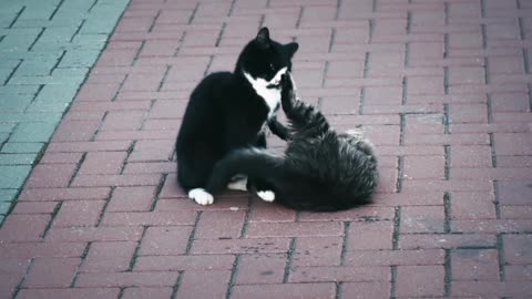 Cat fighting 🙀 cute cat fighting