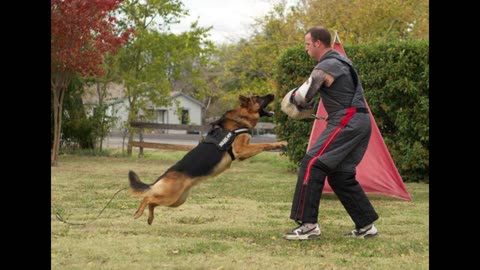 Unleashing Genius: The Top 5 Most Intelligent Dog Breeds