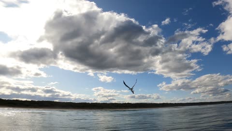 Sea Eagle Flies Off With Penguin Prey