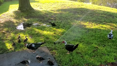 Baby Ducks, a Cat & Penny