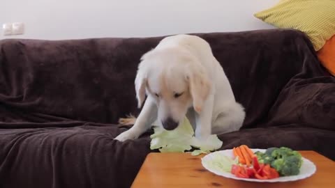 Dog Tries Vegetables and Turns Into Them - Cute Dog Bailey