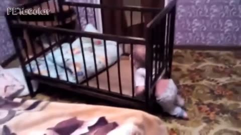 Funny Baby Videos Funny Babies Escaping Cribs Video Compilation