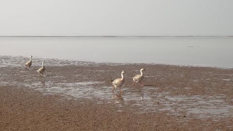 Geese flying