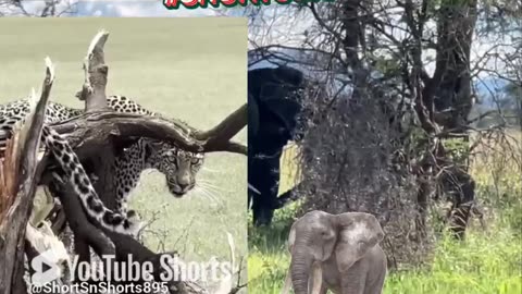 Two 🐘🌲 🐆Creatures One Forest #wildlife #shorts895