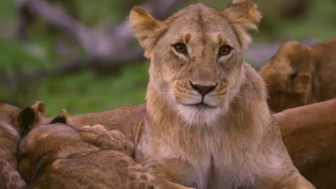 A female lion takes care of the cub