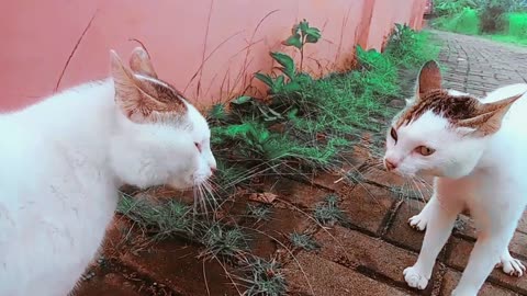 Cats Fighting and Meowing - These two are still bloody brothers