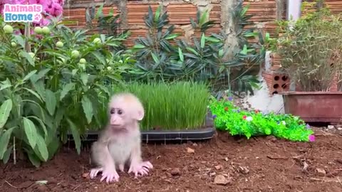 monkey baby kid play fun animals video