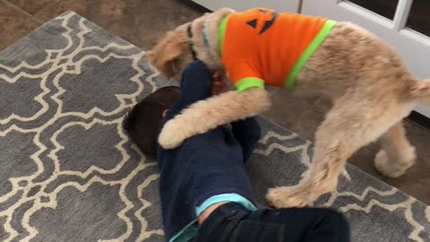 Toddler And A Puppy Have Fun Rolling Around In A Wrestling Match