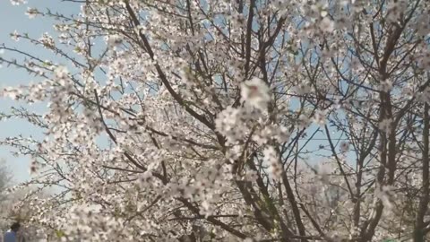 2.8 Billion Pounds Of Almonds Harvested This Way In California - Almond Processing Factory