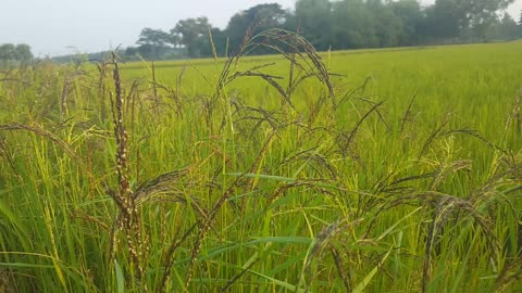 Black Rice tree