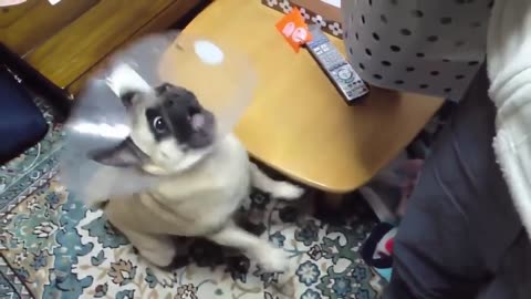 Cute puppy barking