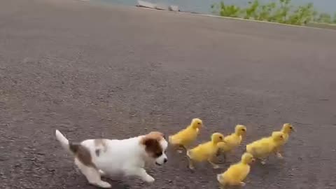 Cute Best Friend Dog and Baby Chicks || Cute fun with sunset 😍 ✨️❤️